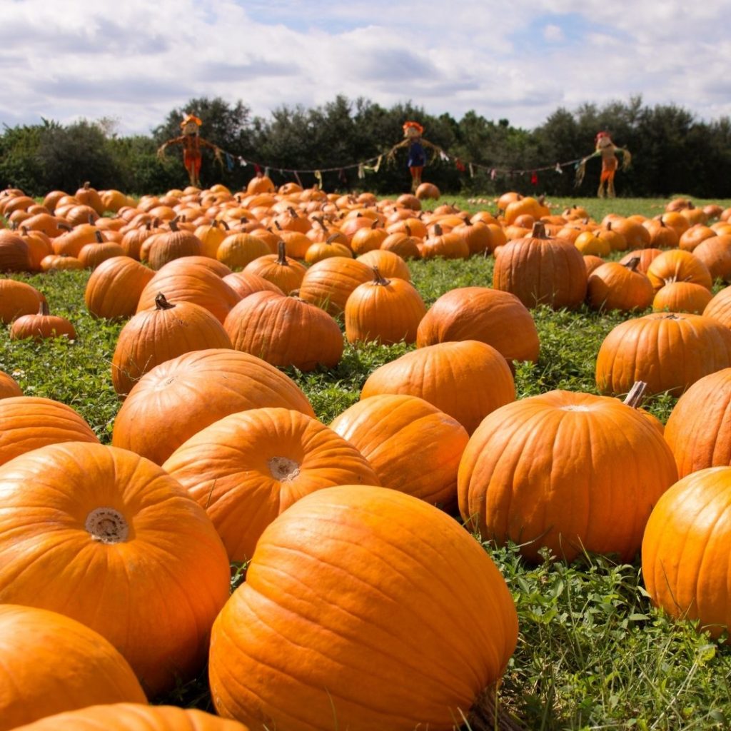 Pumpkin farm