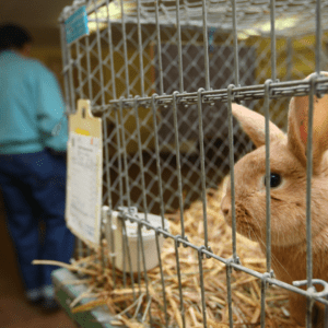 Bunny in testing lab